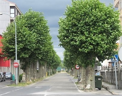A xenreira dos limiaos coas árbores parece que vén de lonxe
