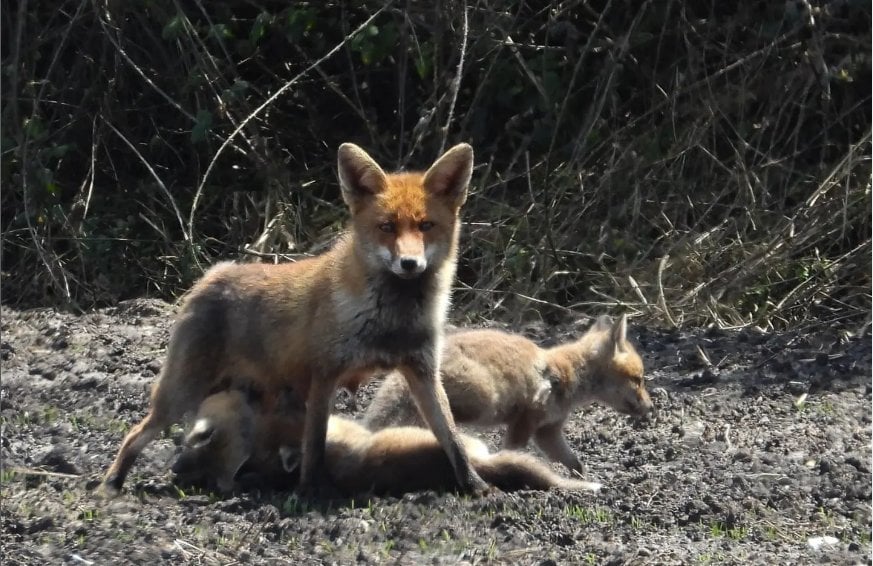 Logran captar una entrañable imagen de una zorra amamantando a sus crías en A Limia