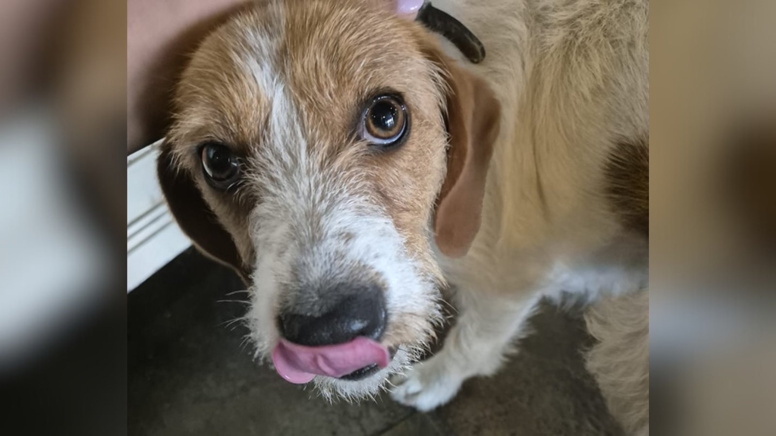 Una perrita perdida en Xinzo de Limia busca a su familia