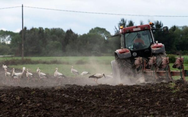 Retraso na sementeira de pataca en A Limia debido ao exceso de precipitacións