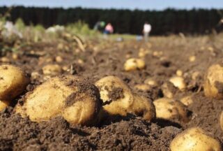 A produción de patacas na comarca de A Limia: Motor económico e retos cropas