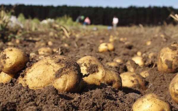 A produción de patacas na comarca de A Limia: Motor económico e retos cropas