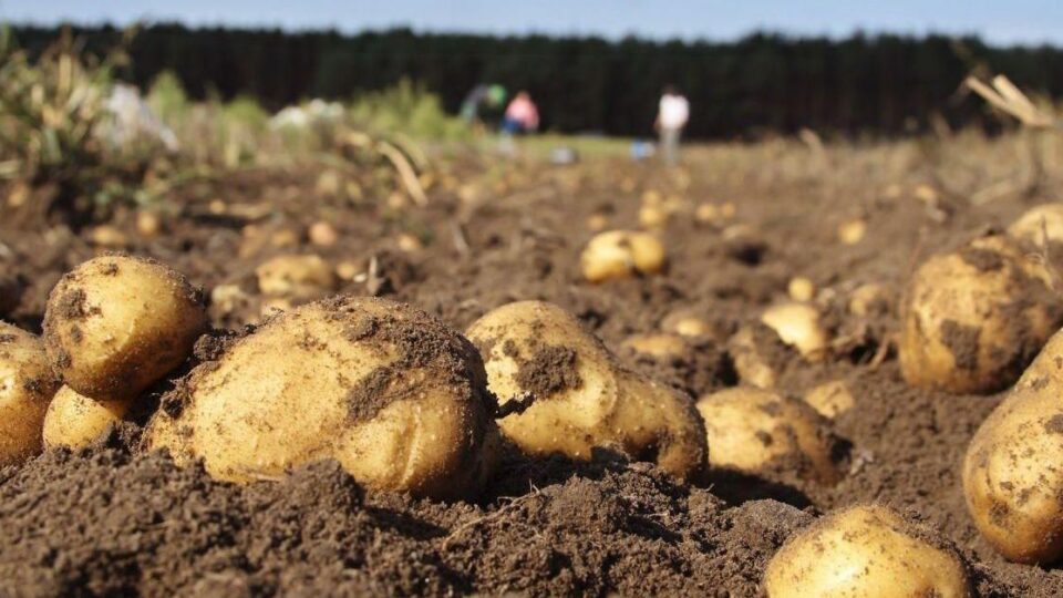 A produción de patacas na comarca de A Limia: Motor económico e retos cropas