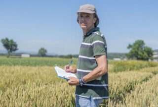 A Limia: referente no cultivo de cereais de inverno