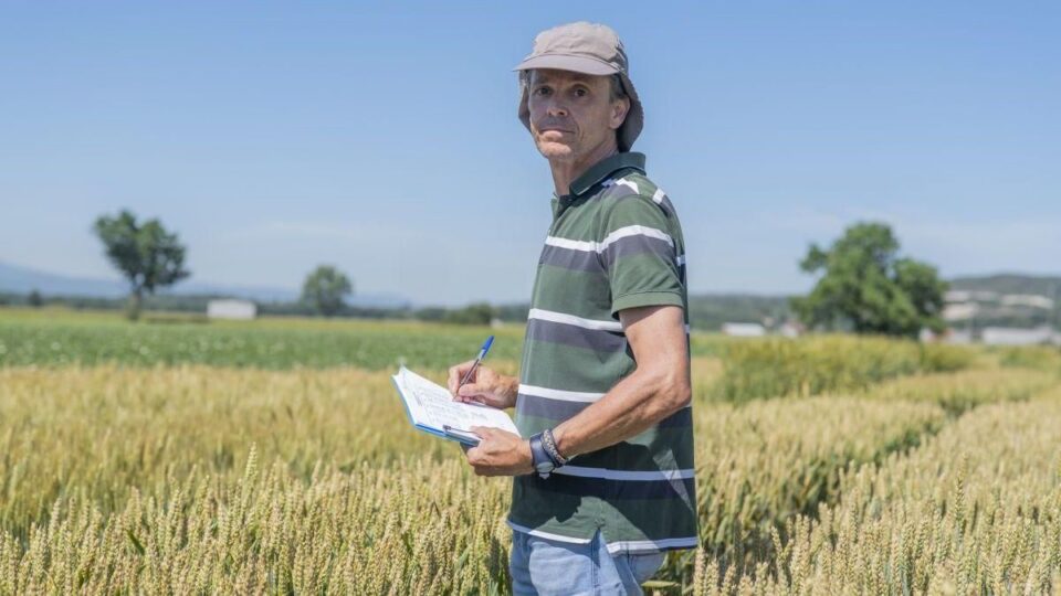 A Limia: referente no cultivo de cereais de inverno