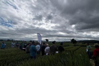 Profesionais do sector agrario de A Limia avalian novas variedades de cereais en Xinzo de Limia