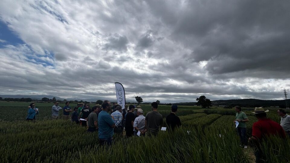 Profesionais do sector agrario de A Limia avalian novas variedades de cereais en Xinzo de Limia