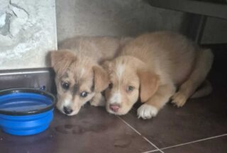 A Policía Local de Xinzo investiga a venda ilegal de catro cachorros no Parque do Toural