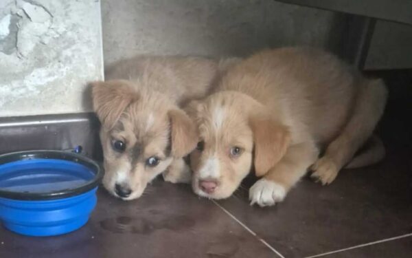 A Policía Local de Xinzo investiga a venda ilegal de catro cachorros no Parque do Toural