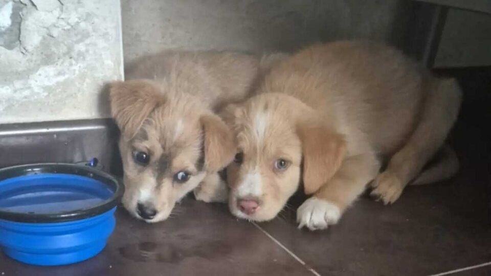A Policía Local de Xinzo investiga a venda ilegal de catro cachorros no Parque do Toural