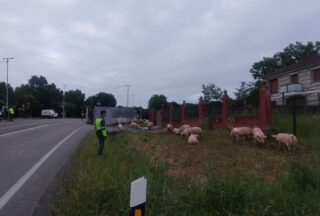 Accidente de tráfico en Sandiás: un camión de animais envorca na N-525