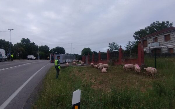 Accidente de tráfico en Sandiás: un camión de animais envorca na N-525