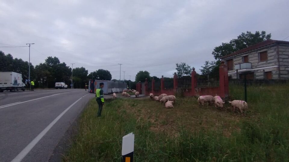 Accidente de tráfico en Sandiás: un camión de animais envorca na N-525