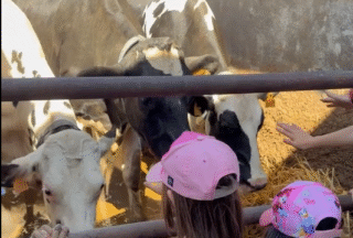Sandiás achega as familias ao sector agrogandeiro