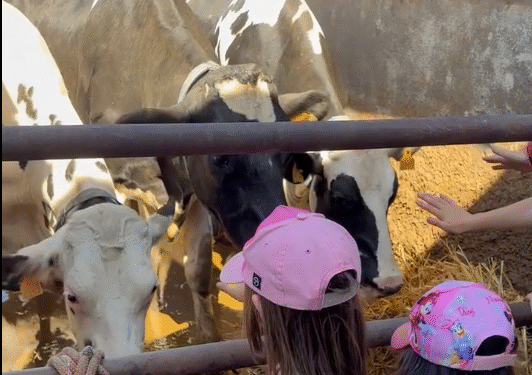 Sandiás achega as familias ao sector agrogandeiro