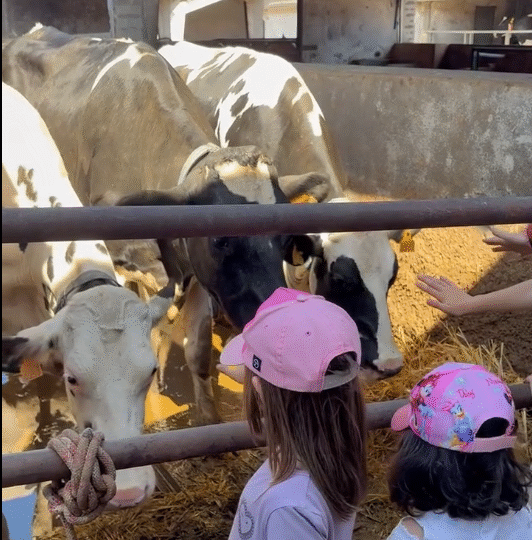 Sandiás achega as familias ao sector agrogandeiro