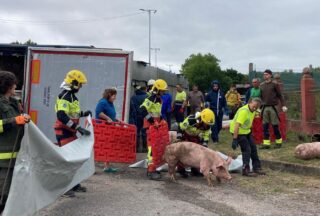 Accidente nun camión de transporte de porcos na N-525 (Sandiás)