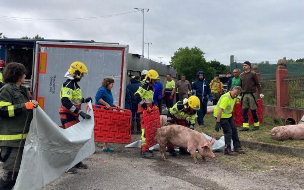 Accidente nun camión de transporte de porcos na N-525 (Sandiás)