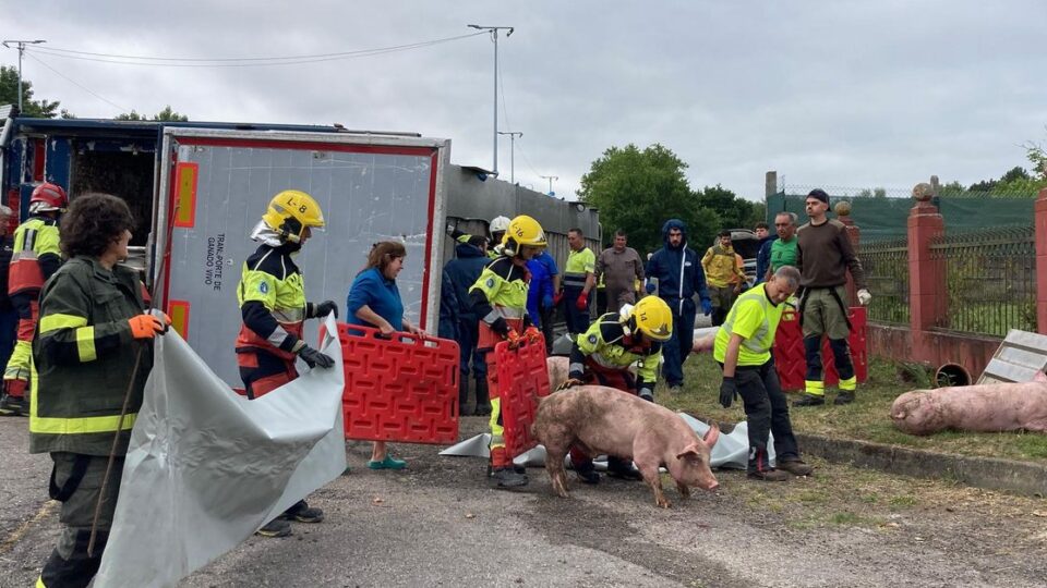 Accidente nun camión de transporte de porcos na N-525 (Sandiás)