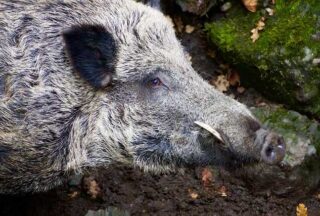 A Xunta declara a emerxencia cinexética en toda Galicia polo exceso de xabarís