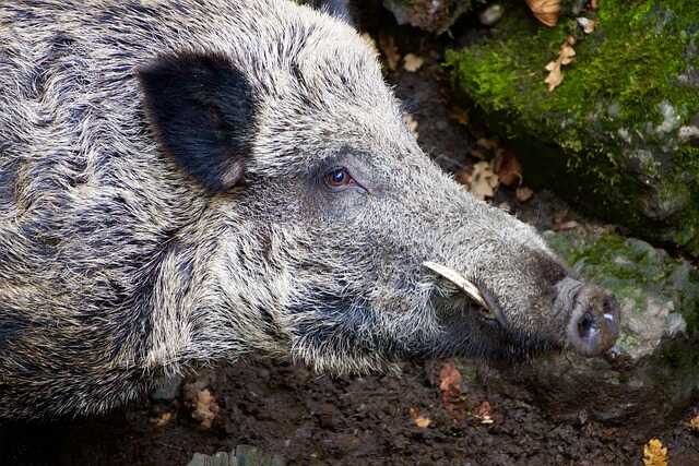 A Xunta declara a emerxencia cinexética en toda Galicia polo exceso de xabarís
