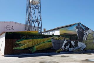 A Cooperativa Antelana: o éxito da gandería láctea na Limia que aposta polo futuro