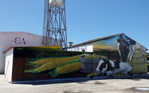 A Cooperativa Antelana: o éxito da gandería láctea na Limia que aposta polo futuro
