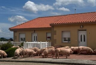 Un camión cargado de porcos vólcase en Baltar sen deixar feridos