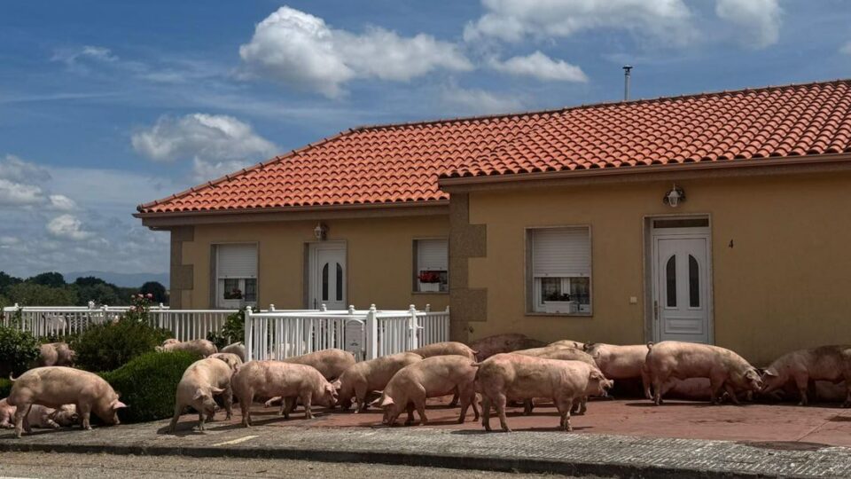 Un camión cargado de porcos vólcase en Baltar sen deixar feridos