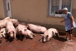 Un camión de porcos vólcase en Baltar sen deixar feridos