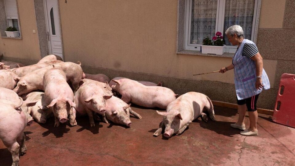 Un camión de porcos vólcase en Baltar sen deixar feridos