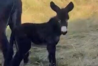 Un burro nacido na Limia chámase coma o heroe da vitoria de España ante Portugal