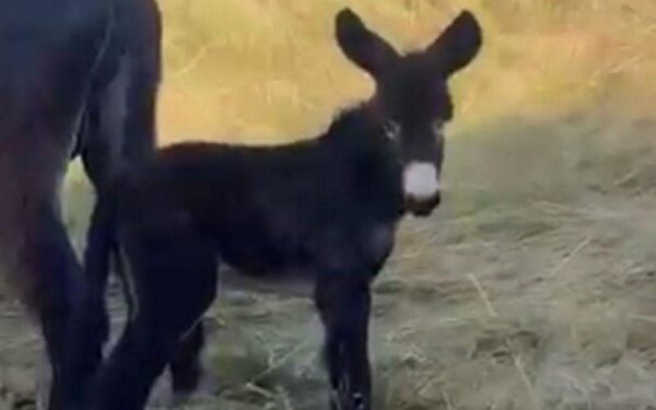 Un burro nacido na Limia chámase coma o heroe da vitoria de España ante Portugal