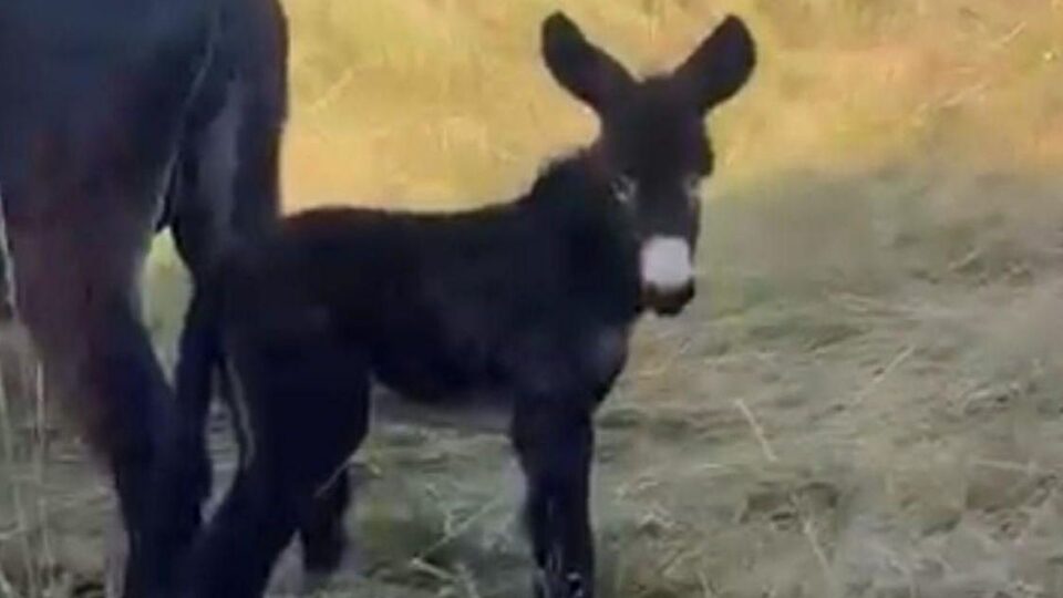 Un burro nacido na Limia chámase coma o heroe da vitoria de España ante Portugal