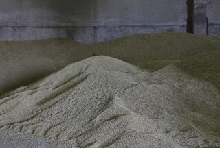 A cebada convértese na nova alternativa rendible para os agricultores da Limia