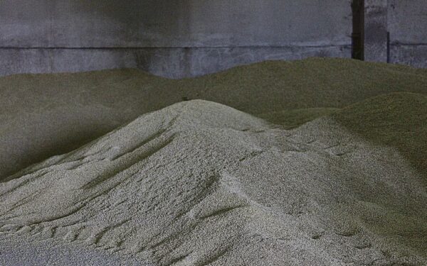 A cebada convértese na nova alternativa rendible para os agricultores da Limia
