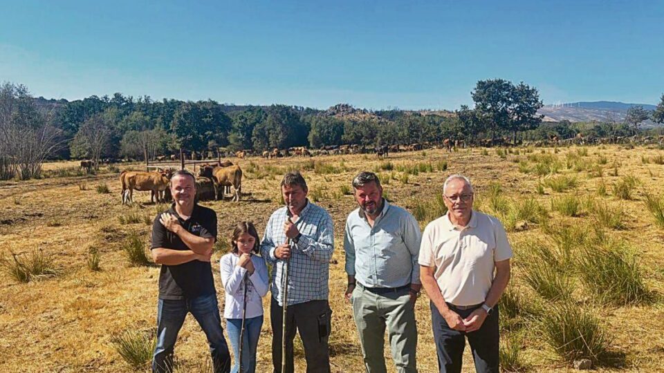 Unha gandería de Trasmiras, exemplo na conservación da raza Limiá grazas ás axudas da Xunta