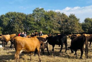 A Xunta destina 390.000 euros a conservar razas de gando autóctonas