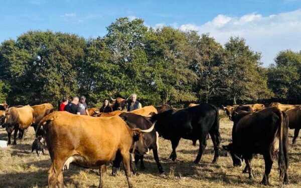 A Xunta destina 390.000 euros a conservar razas de gando autóctonas