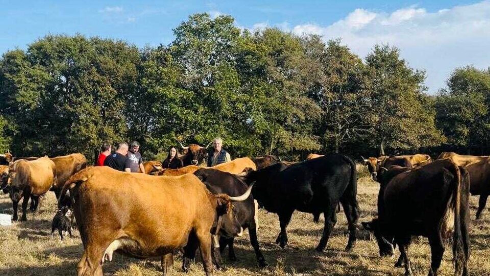 A Xunta destina 390.000 euros a conservar razas de gando autóctonas