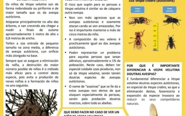 Vixilancia e control fronte a vespa velutina
