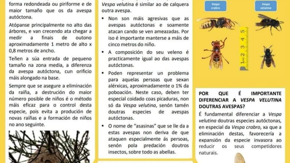 Vixilancia e control fronte a vespa velutina