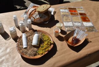 A avea moura recupera o seu lugar na gastronomía e na cosmética galega