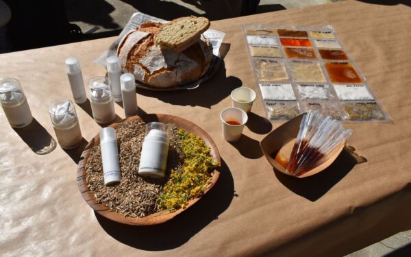 A avea moura recupera o seu lugar na gastronomía e na cosmética galega