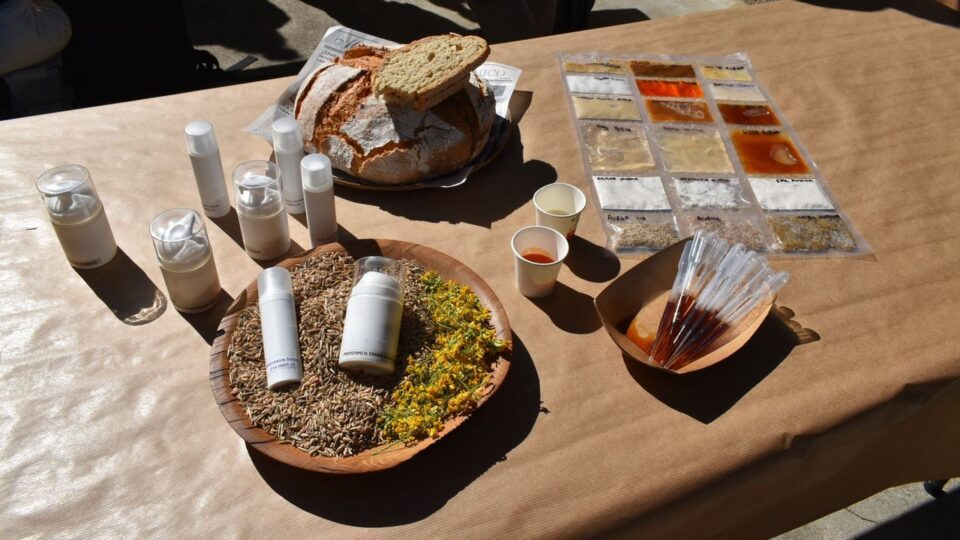 A avea moura recupera o seu lugar na gastronomía e na cosmética galega