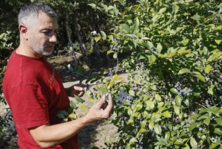 Produción de 12.000 quilos de arándanos en Taboadela