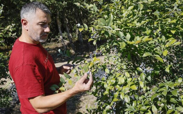 Produción de 12.000 quilos de arándanos en Taboadela