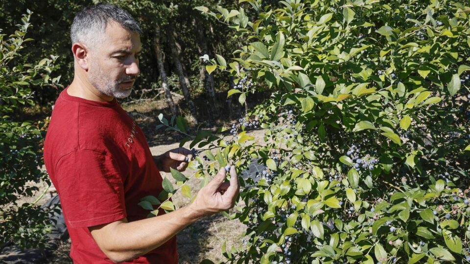 Produción de 12.000 quilos de arándanos en Taboadela