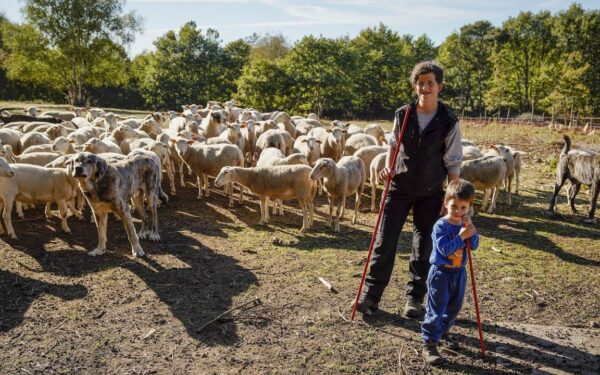 Tania Castiñeiras comeza a traballar nunha gandería de ovellas tras formarse na Escola de Pastores