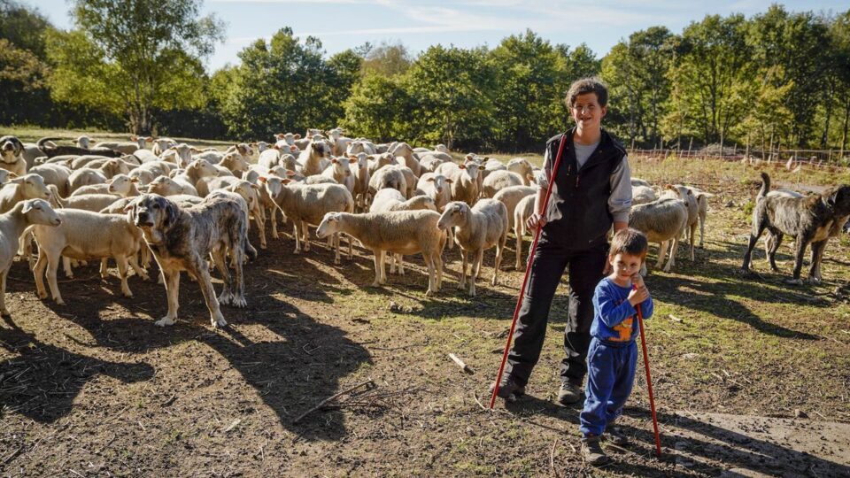 Tania Castiñeiras comeza a traballar nunha gandería de ovellas tras formarse na Escola de Pastores